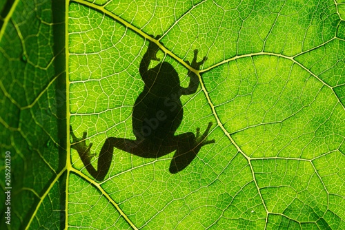 European green tree frog (Hyla arborea) on leaf in silhouette light