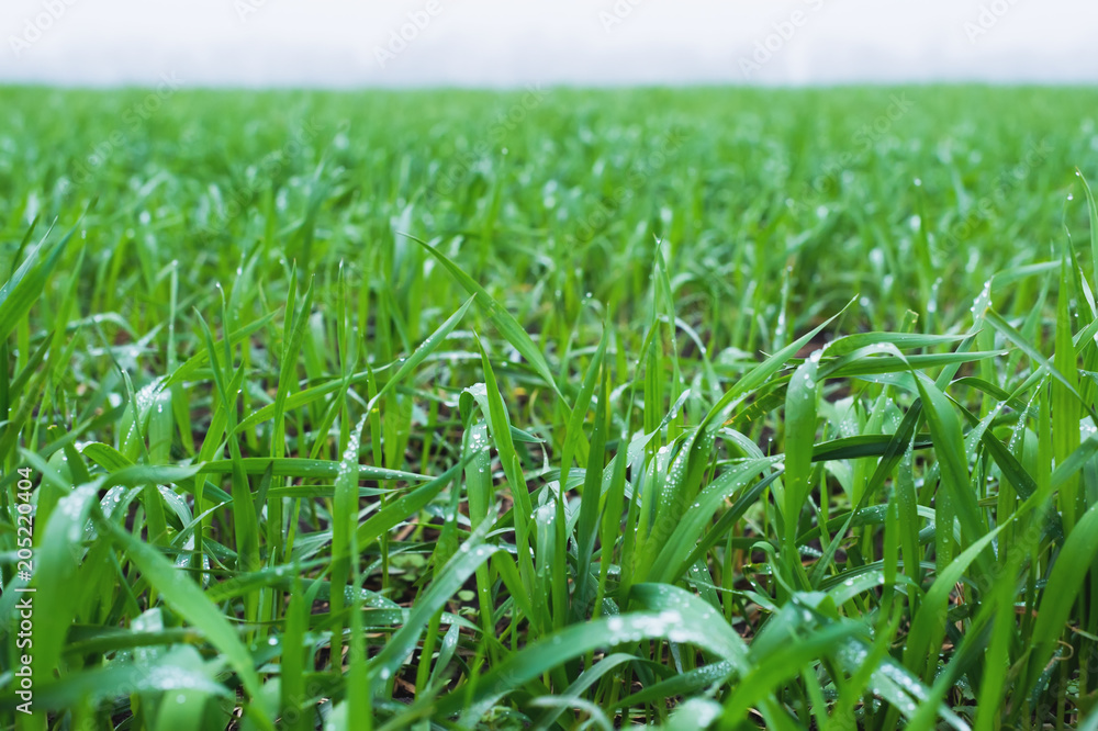 Obraz premium Close-up of green leaves of young wheat on a wheat field in spring. Close-up of morning dew leaves on wheat leaves