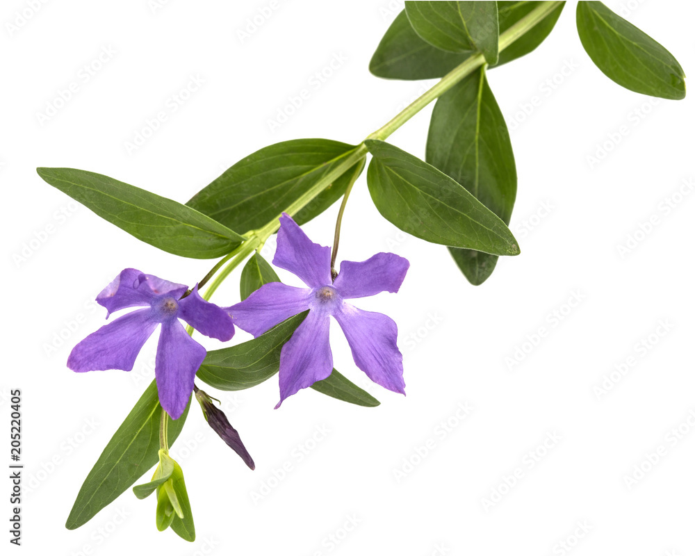 Obraz premium Blue flower of periwinkle, lat. Vinca, isolated on white background