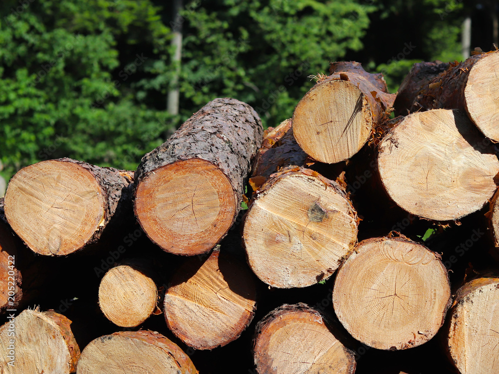 Harvesting of wood in the forest. The sawn logs lie in the woodpile. Heating of premises in the village. Industrial deforestation of forests and green spaces. Cross section of the tree trunk. Harvesting of wood in the forest. The sawn logs lie in the woodpile. Heating of premises in the village. Industrial deforestation of forests and green spaces. Cross section of the tree trunk.