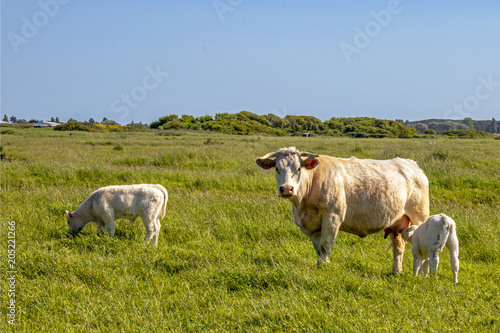 Vache nantaise et veaux en p  ture