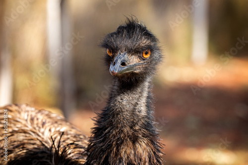 Australian emu portrait in centre Australia. The bird is looking straight ahead.