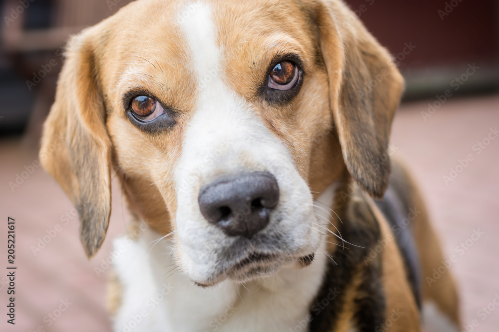 Portrait eines Beagle Rüden