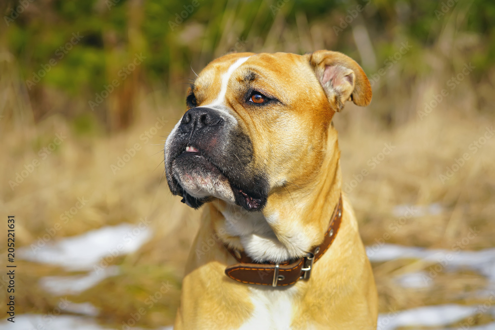 The portrait of a fawn Ca de Bou dog (Mallorquin mastiff) with a leather collar posing outdoors in spring