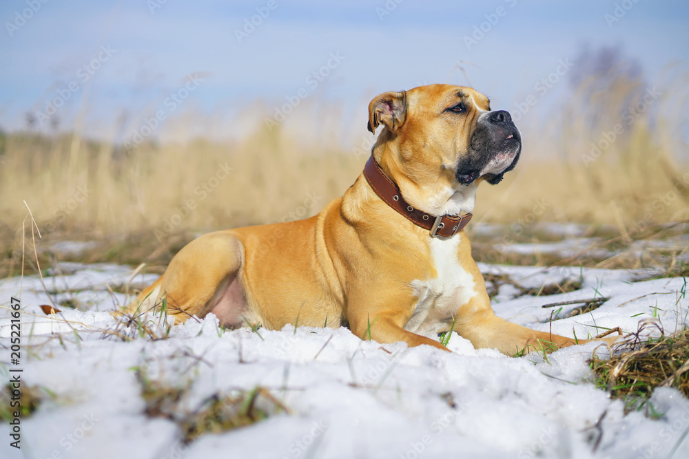 Fawn Ca de Bou dog (Mallorquin mastiff) lying down on a snow in winter Fawn Ca de Bou dog (Mallorquin mastiff) lying down on a snow in winter