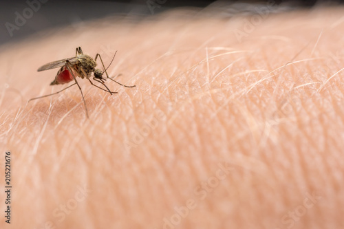 Mücke sticht in die Haut und saugt Blut