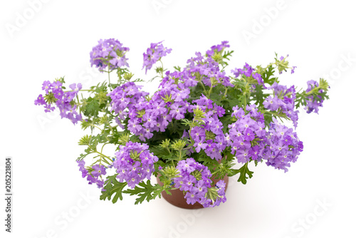 Verbena