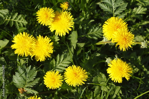 Fototapeta Naklejka Na Ścianę i Meble -  Löwenzahnblüten (Taraxacum)