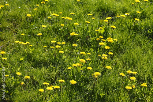 Fototapeta Naklejka Na Ścianę i Meble -  Blumenwiese mit gelben Löwenzahnblumen,