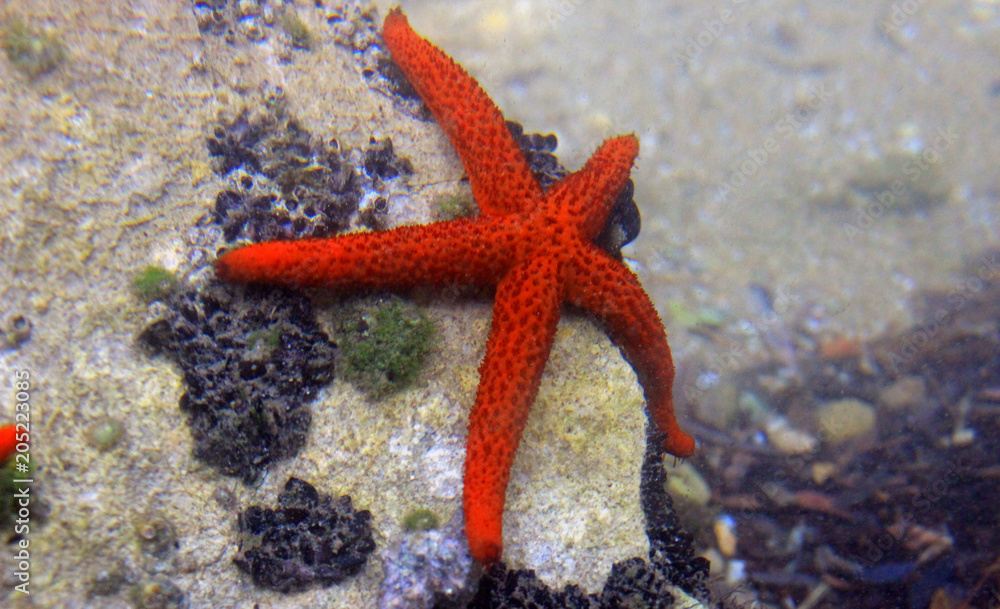 Mediterranean Red sea star (Echinaster sepositus) Mediterranean Red sea star (Echinaster sepositus)