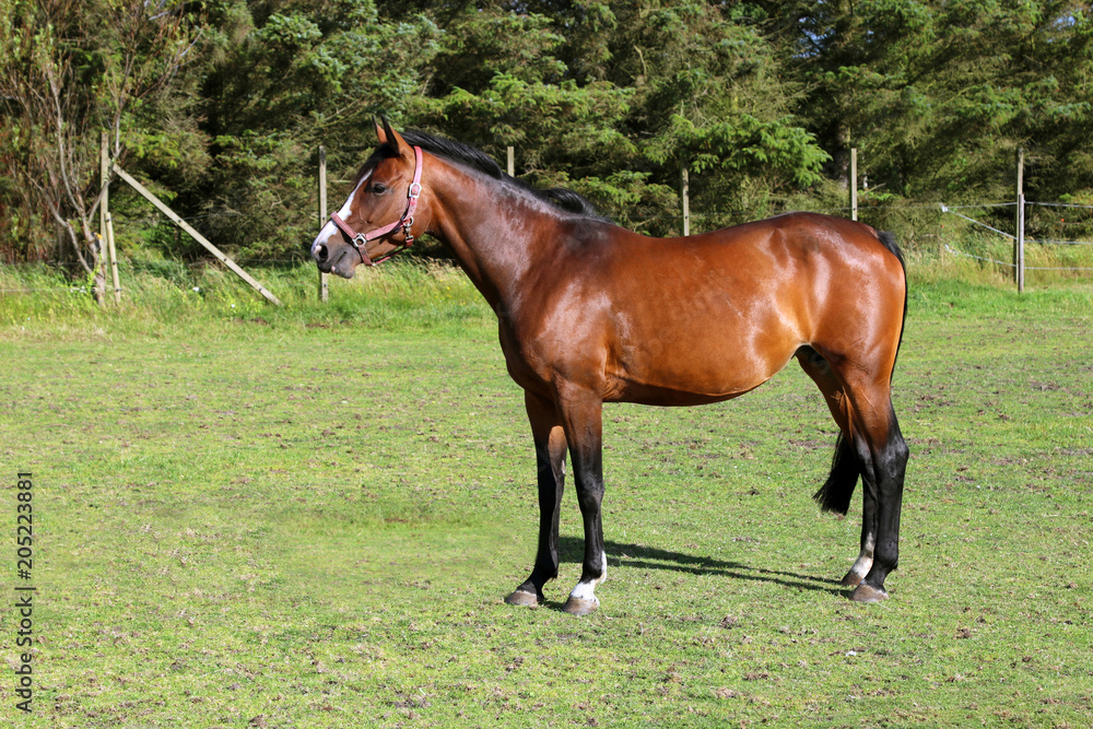 Brown horse on the pasture. Brown horse on the pasture.