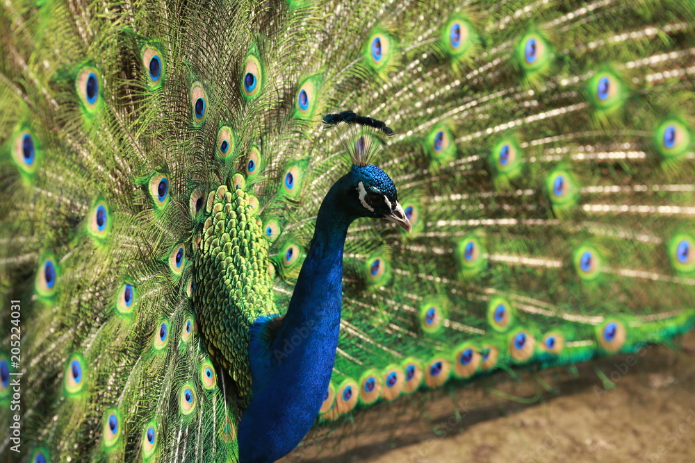 Obraz premium Peacock in ZOO