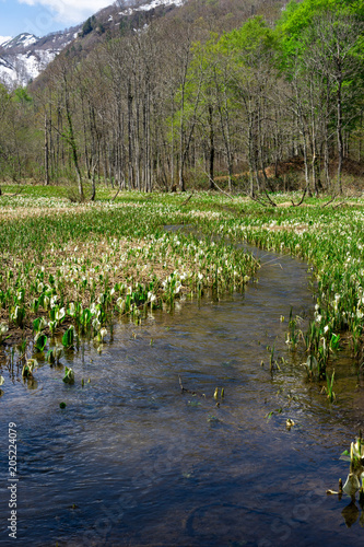春の奥裾花自然園