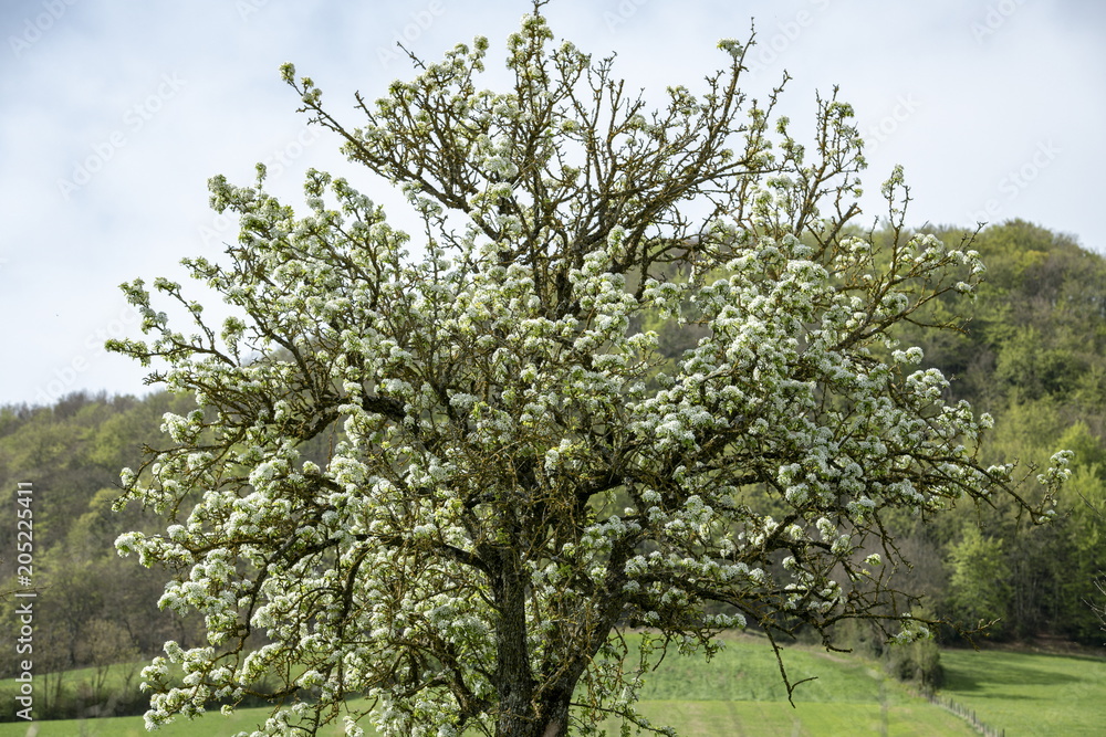 paysages, campagnes, aveyron, printemps paysages, campagnes, aveyron, printemps