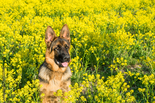 Dog, German shepherd sitting on the field with yellow flowers photo
