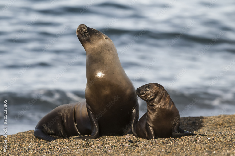 Fototapeta premium Mother and baby sea lion, Patagonia