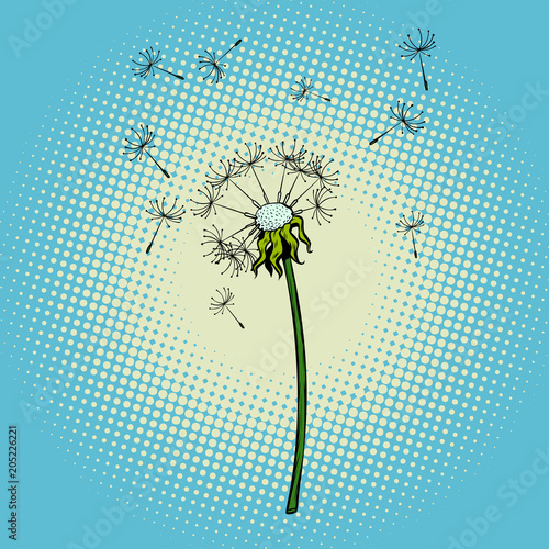 dandelion flower fluff the wind