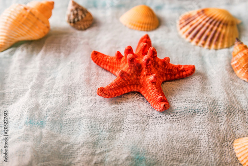 Seashells and starfish on white cloth background