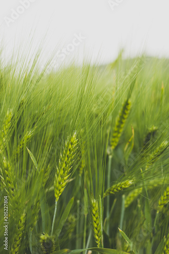 Growing Green Wheat In Spring