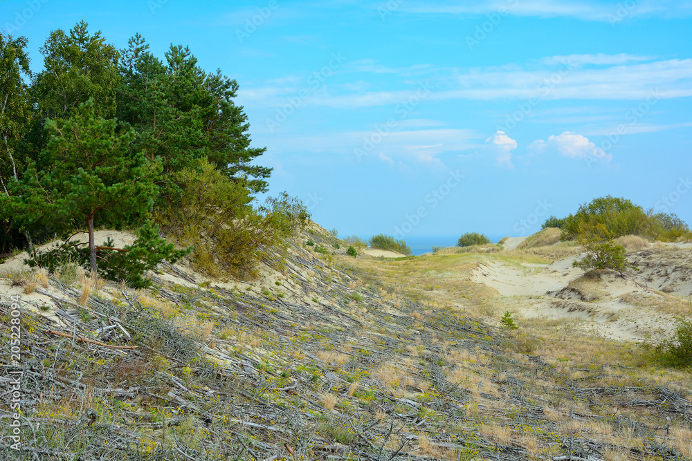 Slope of the sand dune, fixed by a special cell of twigs
