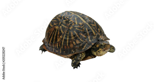 Low poly florida box turtle (Terrapene carolina)