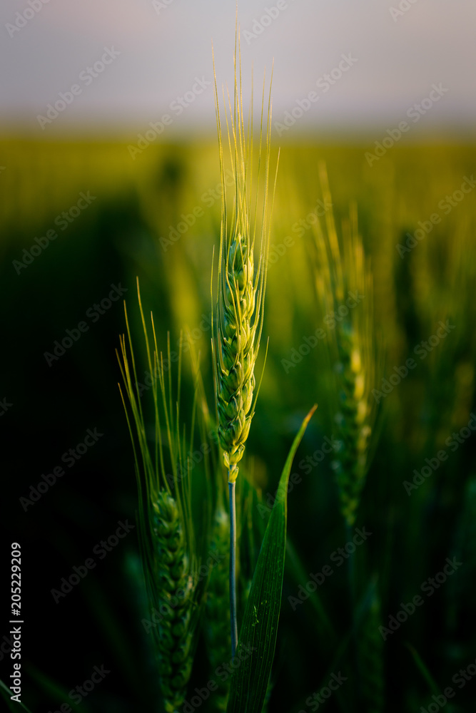 Fototapeta premium Green wheat field, agricultural landscape.