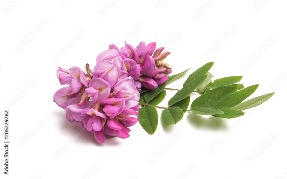 Acacia flower lilac isolated