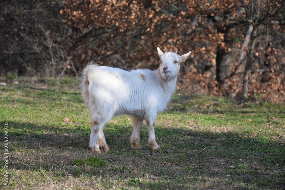 Obraz premium Chèvre