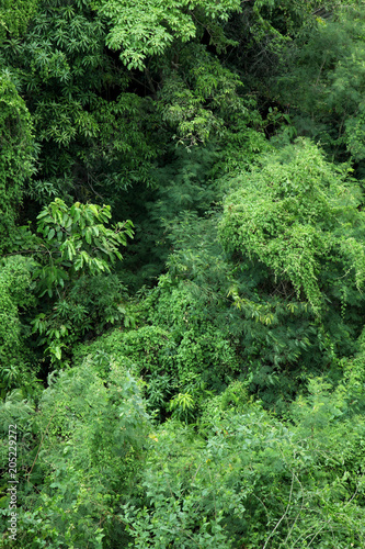 Green Leaves Pattern / Natural Pattern Background