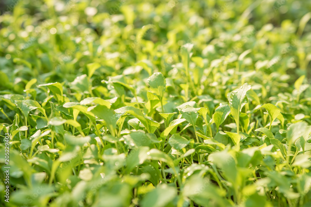 Closeup of small saplings in garden , Agriculture and Seeding Plant , Group of green sprouts growing out from soil Closeup of small saplings in garden , Agriculture and Seeding Plant , Group of green sprouts growing out from soil