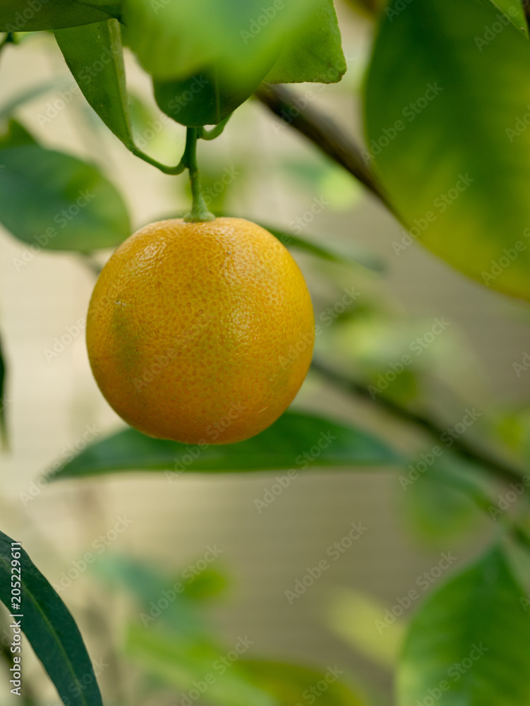 Calamondin Citrus Oranges, native to China, (X Citrofortunella mitis) Calamondin Citrus Oranges, native to China, (X Citrofortunella mitis)