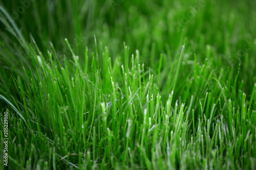 Green grass early spring in the woods close up