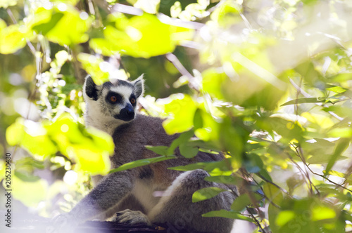 Fototapeta Naklejka Na Ścianę i Meble -  Ring-tailed lemur. Madagascar