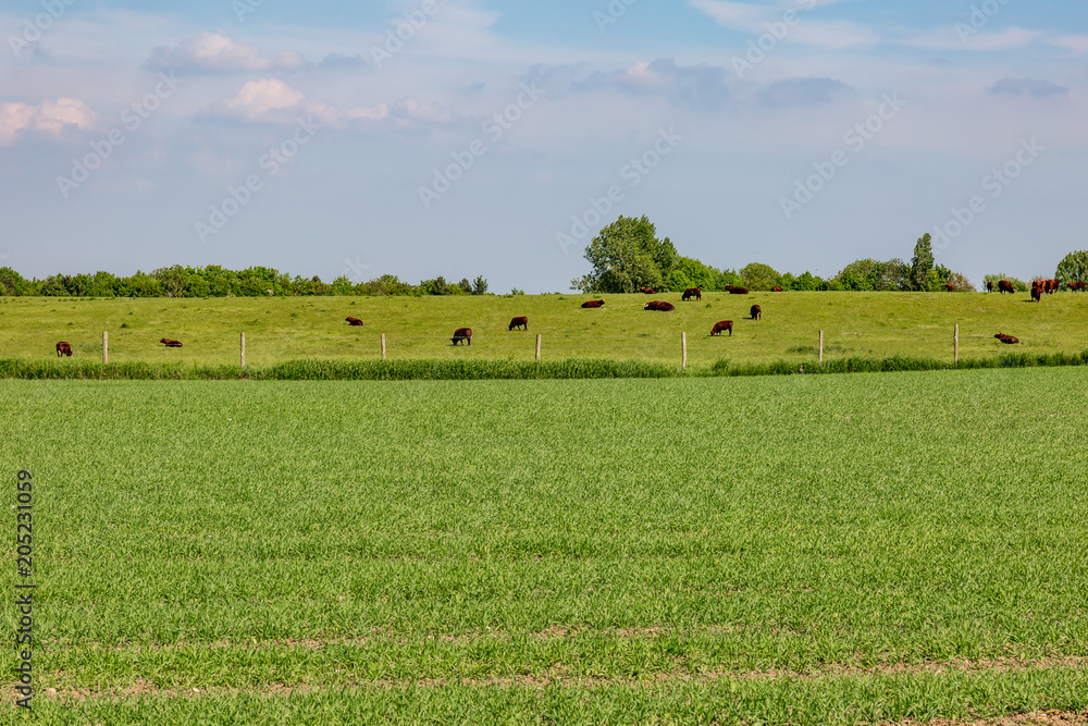 Fototapeta premium Cows grazing in the Sussex countryside, on a sunny spring day