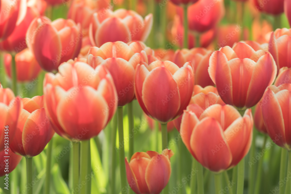 nature background of blooming red tulips