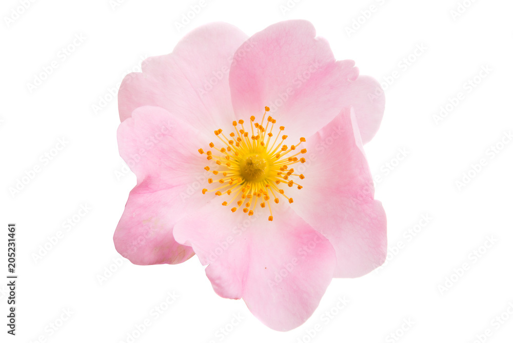 rose hip flower isolated rose hip flower isolated
