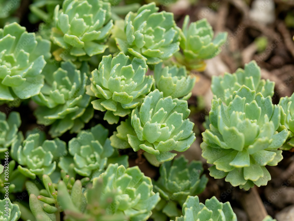 Closeup of Silver Gem Stonecrop (Rhodiola pachyclados) Closeup of Silver Gem Stonecrop (Rhodiola pachyclados)