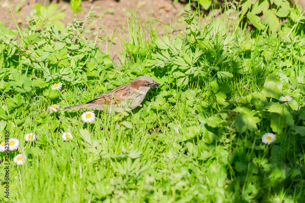 sparrow bird sitting in green grass and white small flowers sparrow bird sitting in green grass and white small flowers