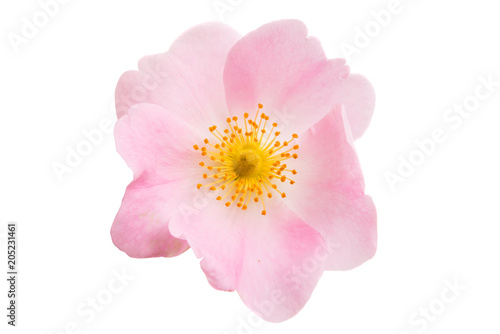 rose hip flower isolated © ksena32