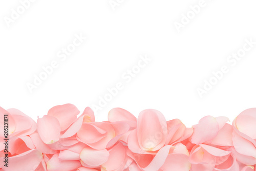 pink rose petals