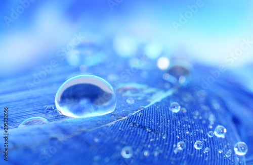 Wallpaper Mural Schöne Nahaufnahme von Wassertropfen auf blau Vogelfeder Torontodigital.ca