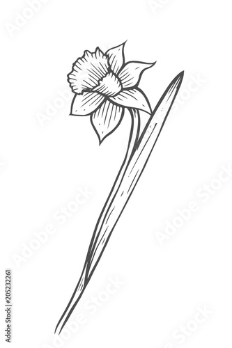 Hand drawn narcissus flower