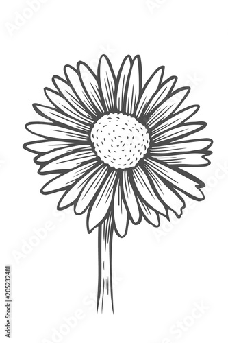 black and white daisy flower