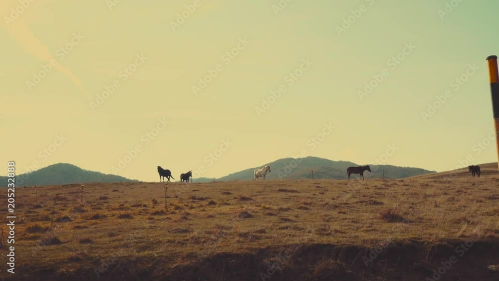 Passing by wild horses on flat autumn hills Passing by wild horses on flat autumn hills