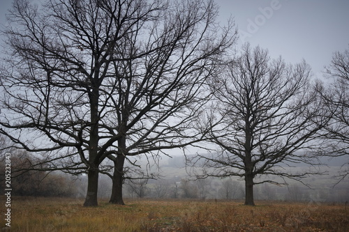 Autumn bare oaks in a fog photo