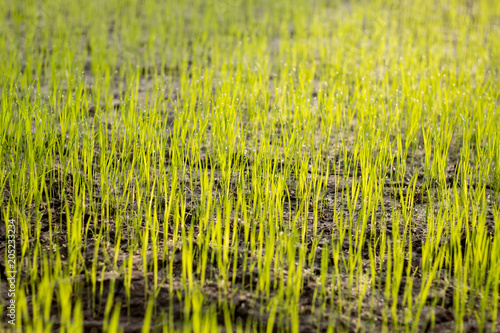 seedlings rice field thailand