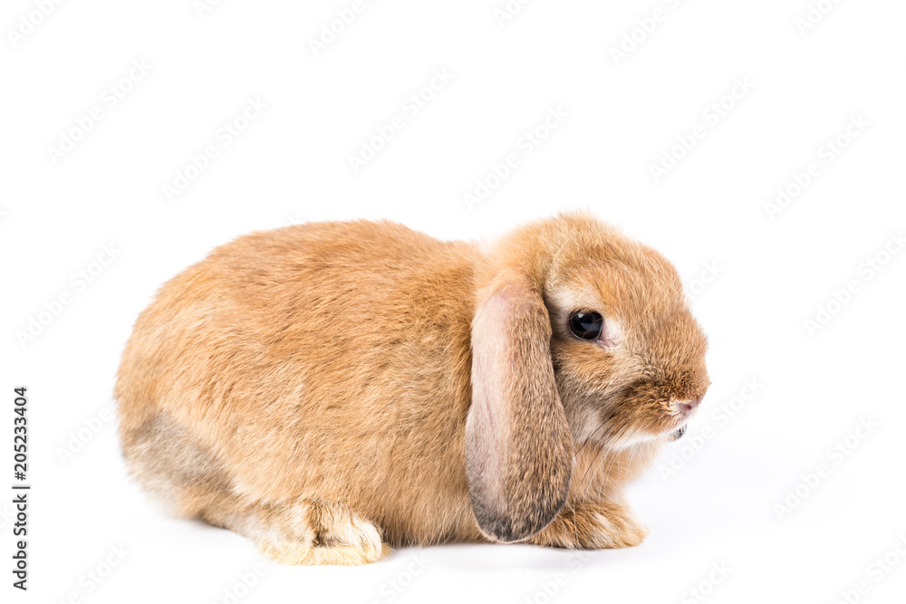rabbit rabbit