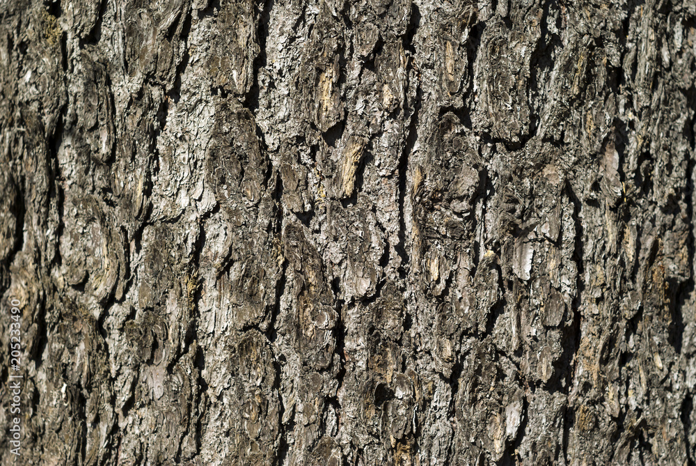 background, texture - gray rough fir tree bark background, texture - gray rough fir tree bark