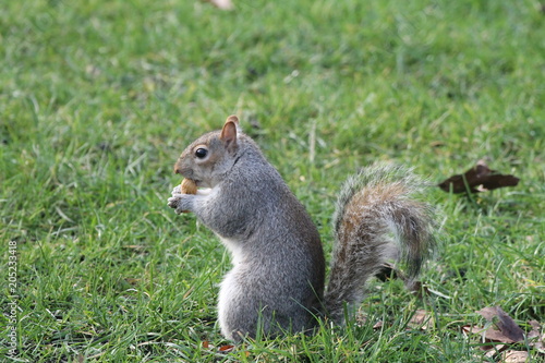 Squirrel feeding