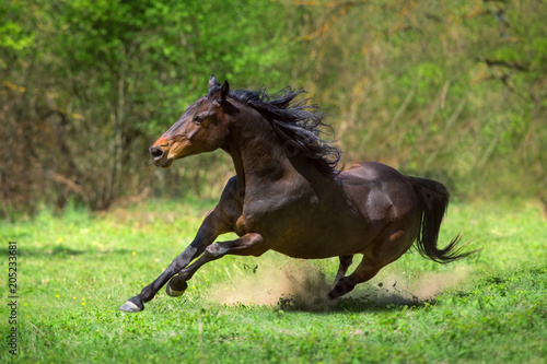 Bay horse run gallop on green pasture